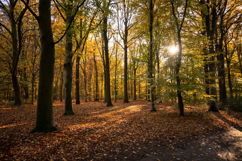 Herfstbladeren verlicht door slimme ledlampen.